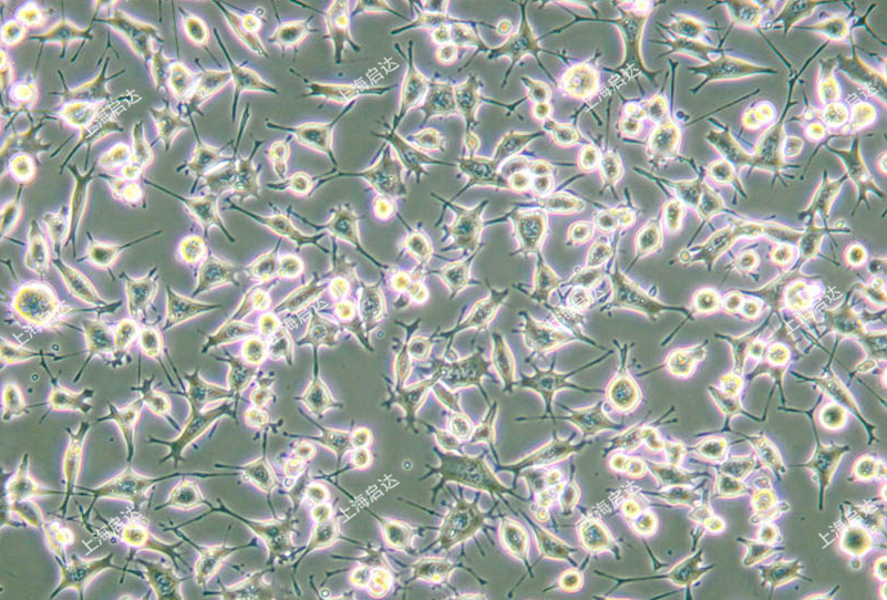 RAG小鼠腎腺癌細(xì)胞