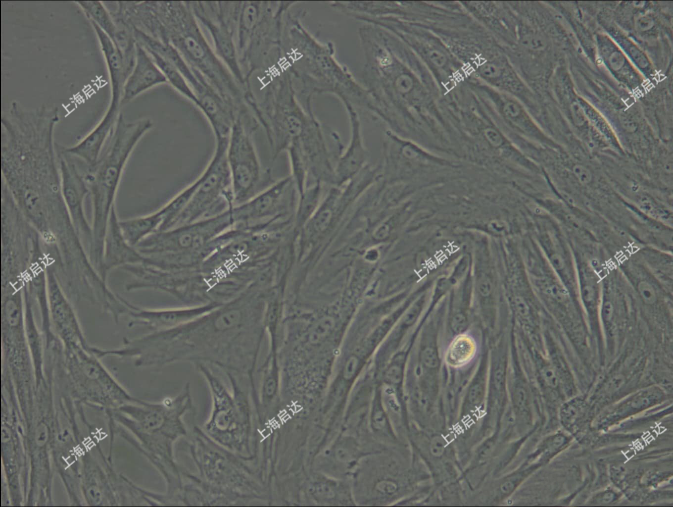 CCC-SMC-1兔主動脈平滑肌細胞