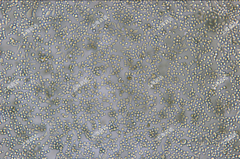L6565小鼠白血病克隆細(xì)胞系