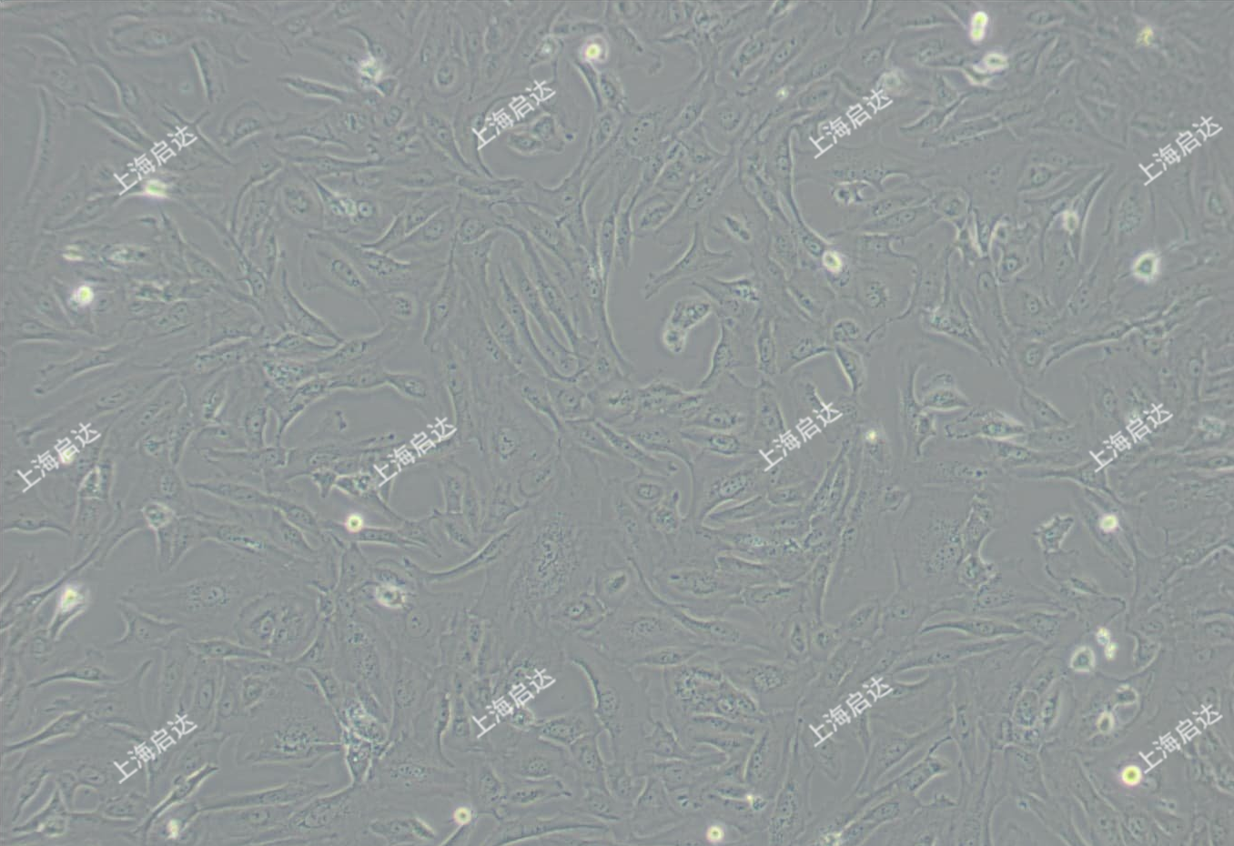 SW1353 [SW 1353, SW-1353]人軟骨肉瘤細(xì)胞