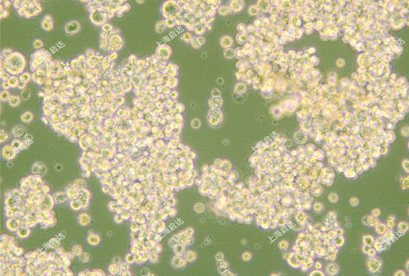 NCI-H716人結(jié)直腸腺癌細胞