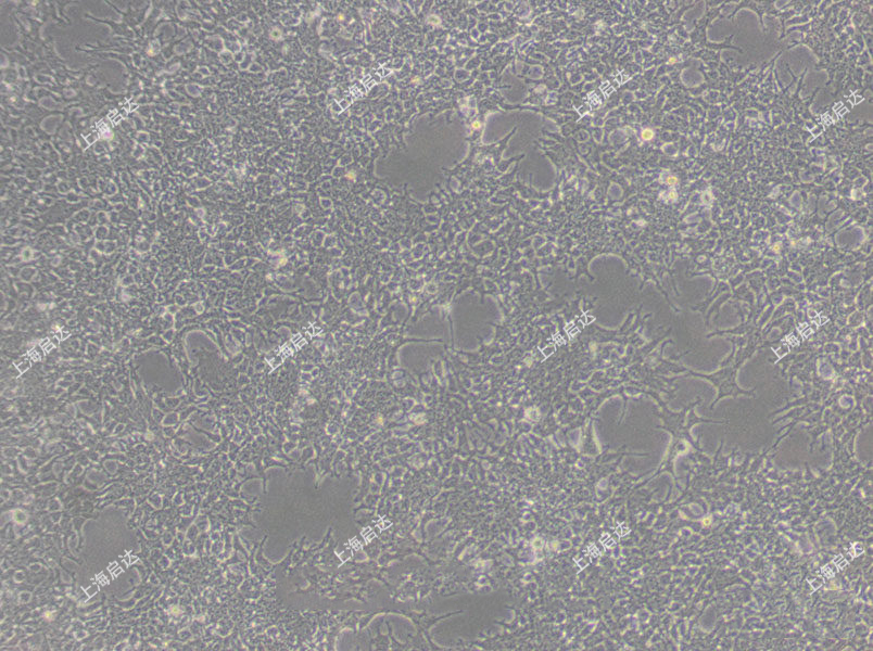 AAV-293人胚腎細(xì)胞