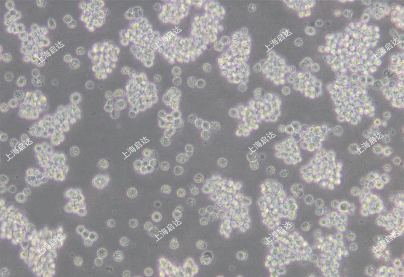 L5178Y TK+/- clone (3.7.2C)小鼠淋巴瘤細(xì)胞