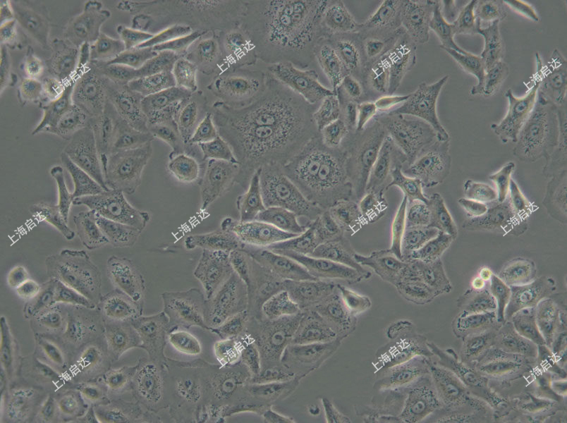 A549人肺癌細(xì)胞
