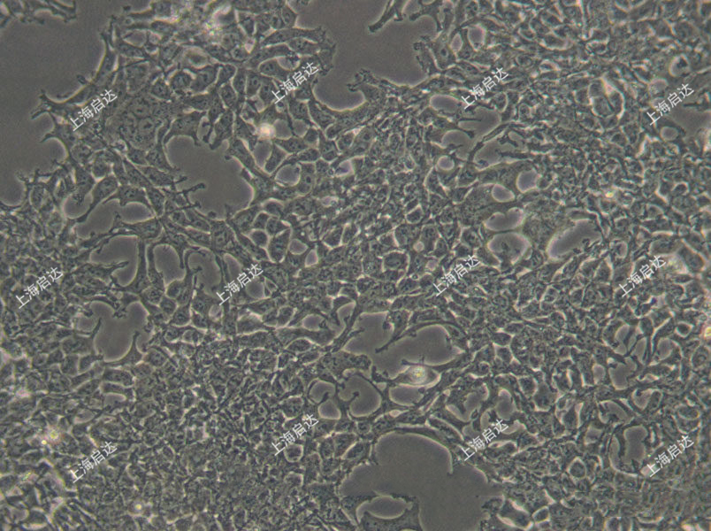 AAV-293人胚腎細(xì)胞
