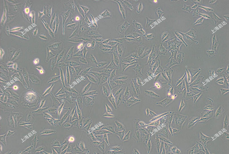 A2058人皮膚癌細(xì)胞