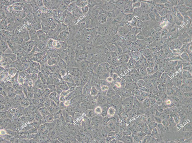 T24/DDP 人膀胱癌耐藥細(xì)胞