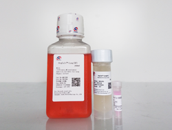 OrgCult?-Lung(XF)肺癌類(lèi)器官培養(yǎng)基