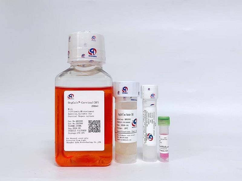 OrgCult?-Cervical (XF)宮頸癌類器官培養(yǎng)基